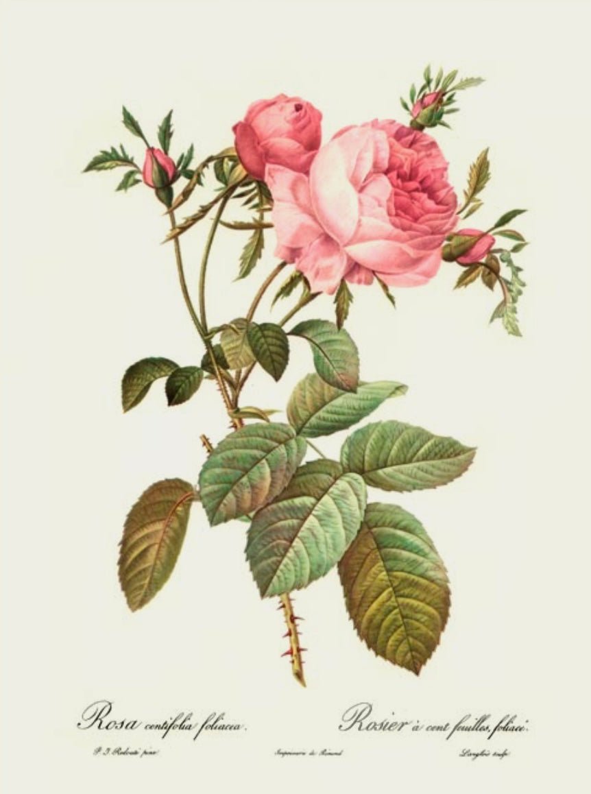 Pierre Redoute Roses 'Rosa Centifolia Foliacea' - Room Four