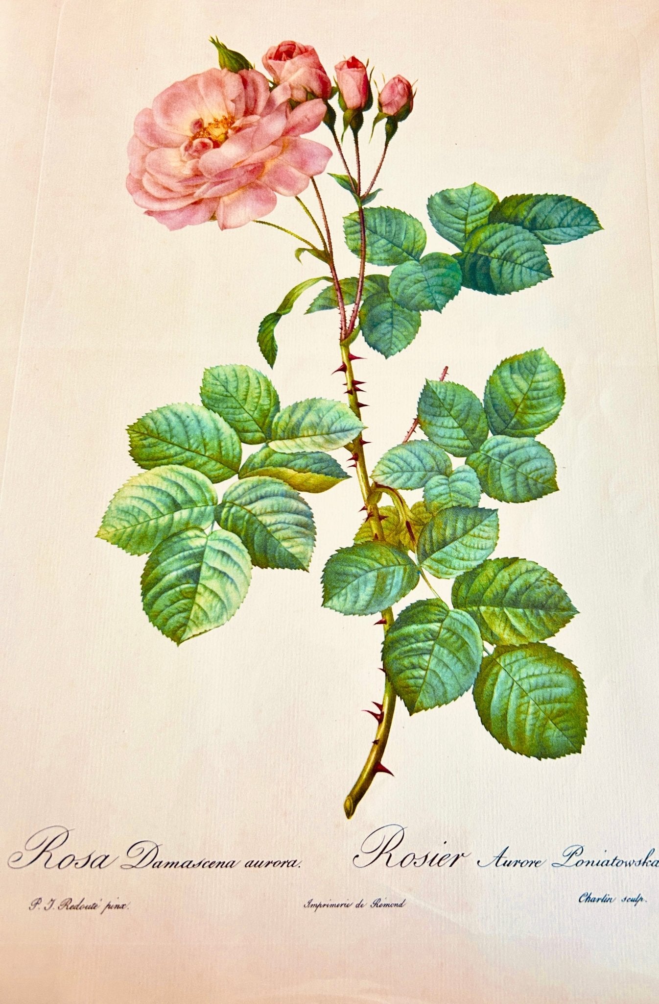 Pierre Redoute Roses - 'Rosa Damascene Aurora' - Room Four