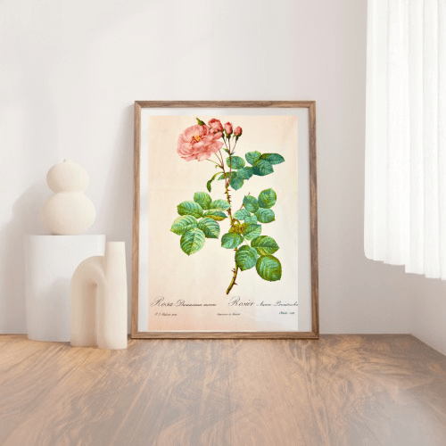 Pierre Redoute Roses - 'Rosa Damascene Aurora' - Room Four