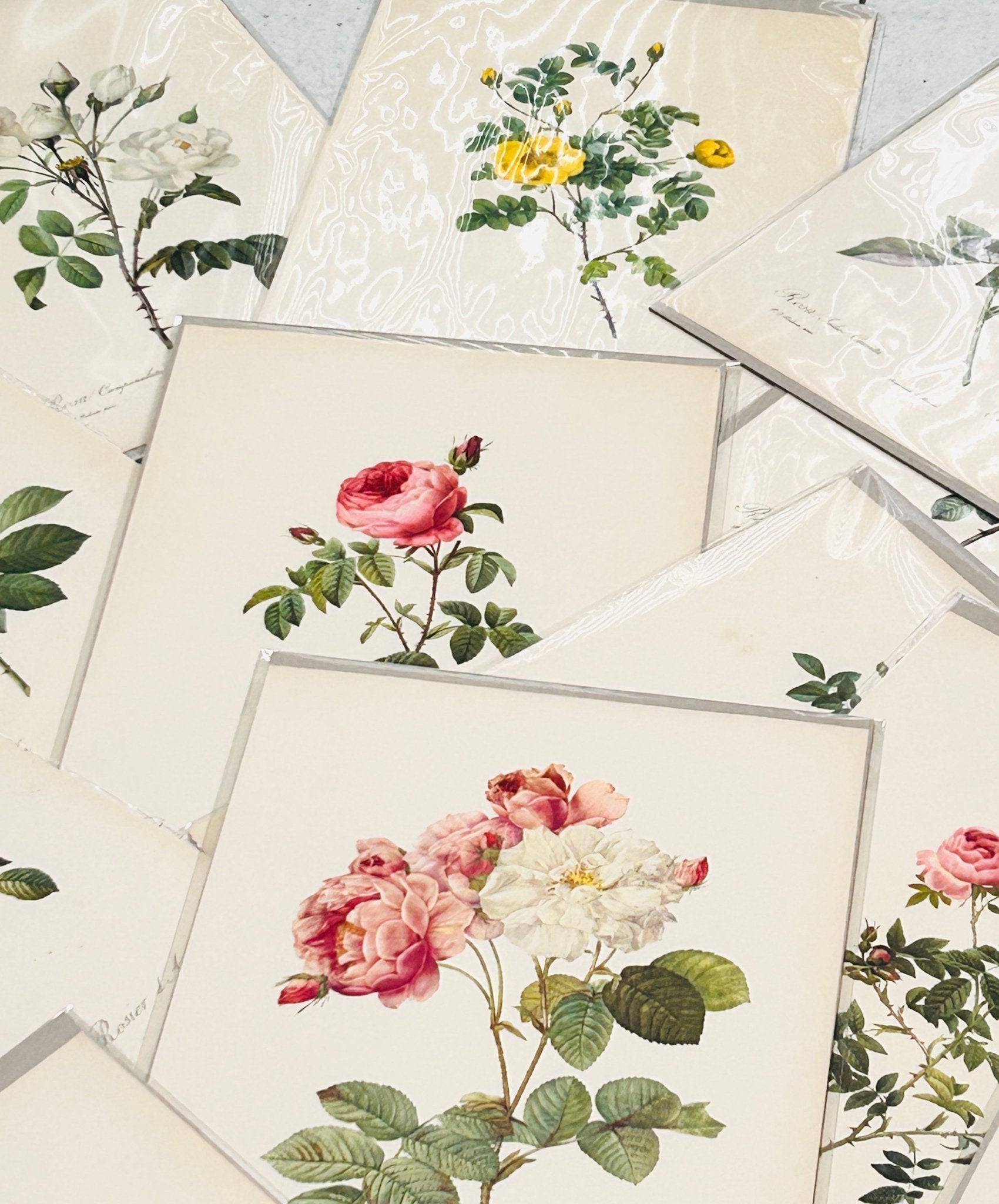 Pierre Redoute Roses 'Rosa Eglanteria Luteola' - Room Four