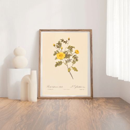 Pierre Redoute Roses 'Rosa Eglanteria Luteola' - Room Four