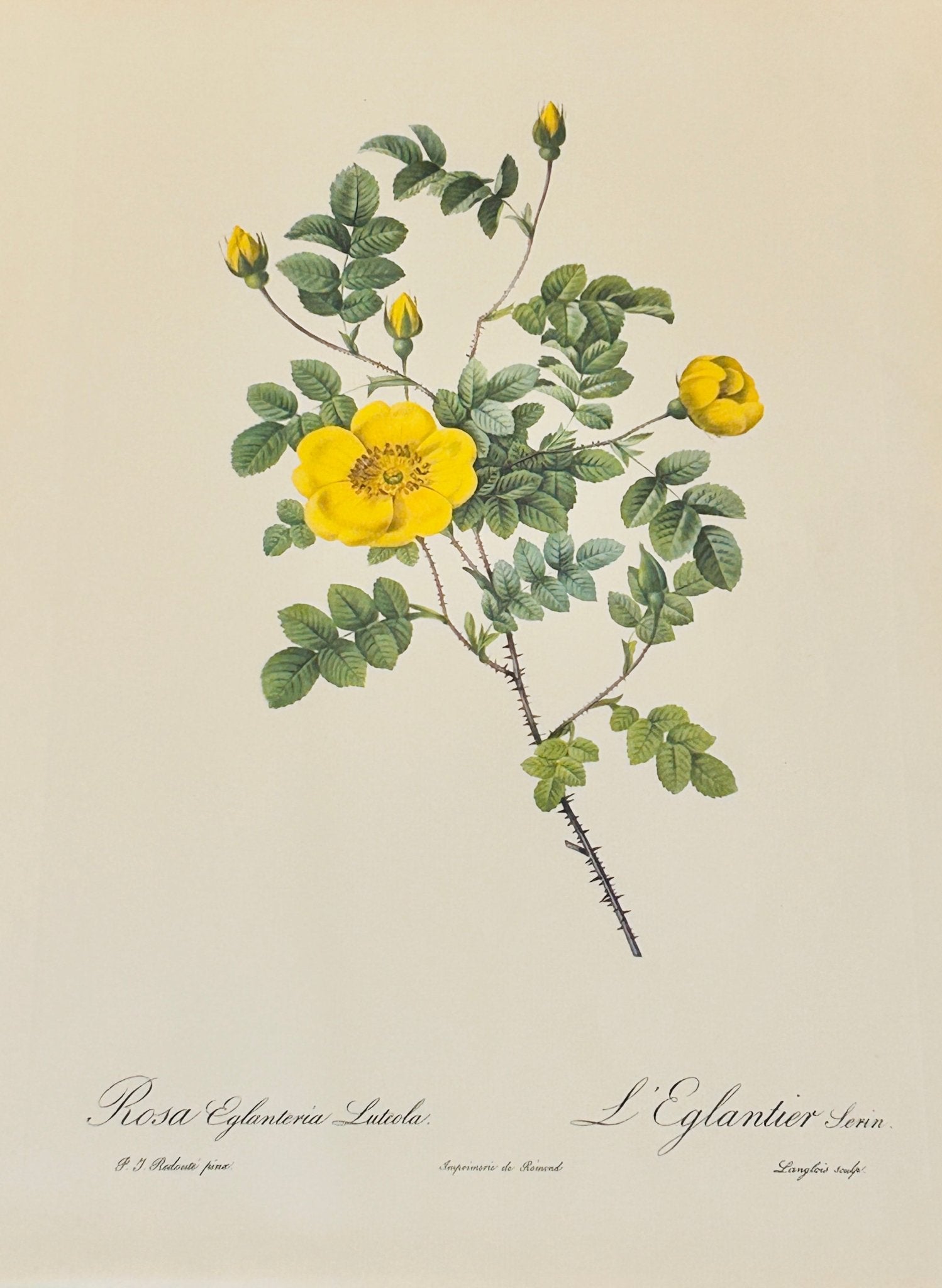 Pierre Redoute Roses 'Rosa Eglanteria Luteola' - Room Four