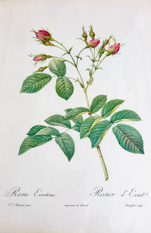 Pierre Redoute Roses 'Rosa Evratina' - Room Four
