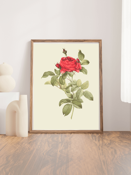 Pierre Redoute Roses - 'Rosa Gallica Pontiana’ Wall Art - Room Four