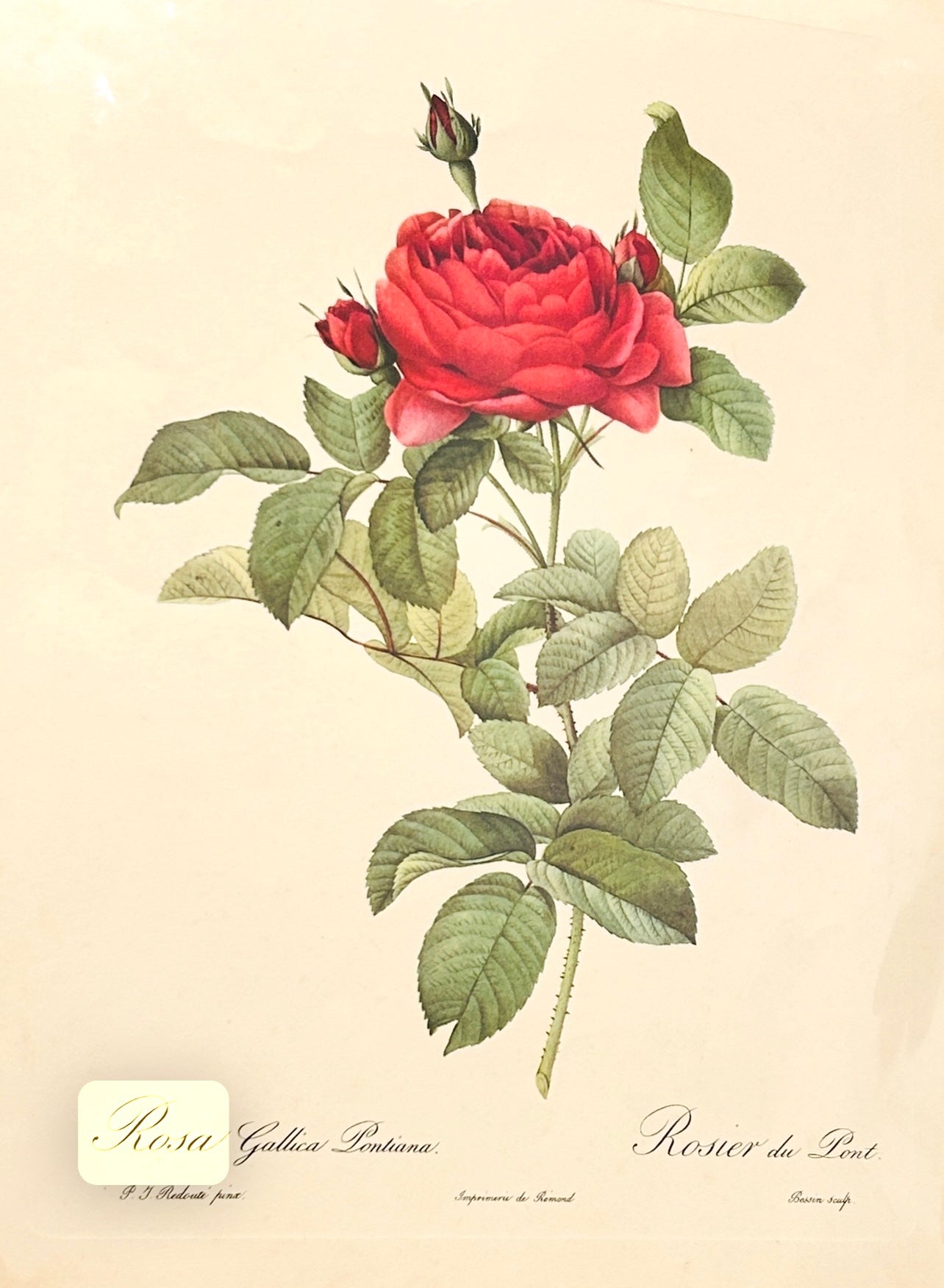Pierre Redoute Roses - 'Rosa Gallica Pontiana’ Wall Art - Room Four