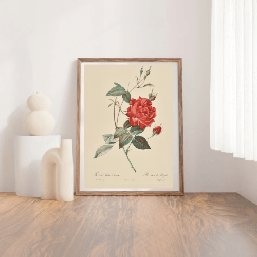 Pierre Redoute Roses 'Rosa Indica Cruenta' - Room Four
