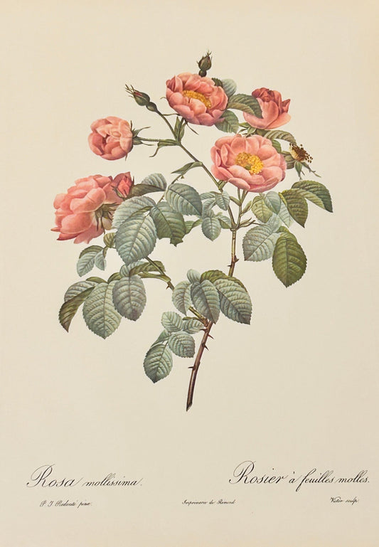 Pierre Redoute Roses 'Rosa Mollissima' - Room Four