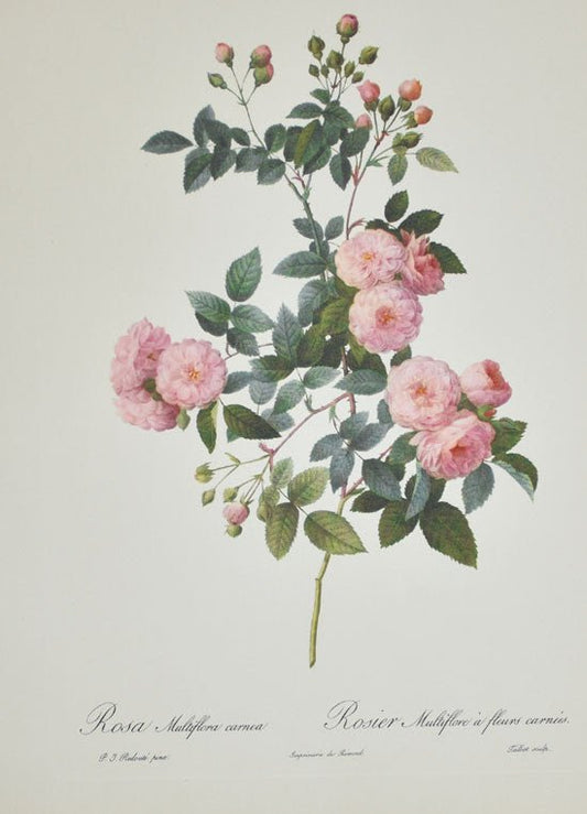 Pierre Redoute Roses 'Rosa Multiflora Carnea' - Room Four
