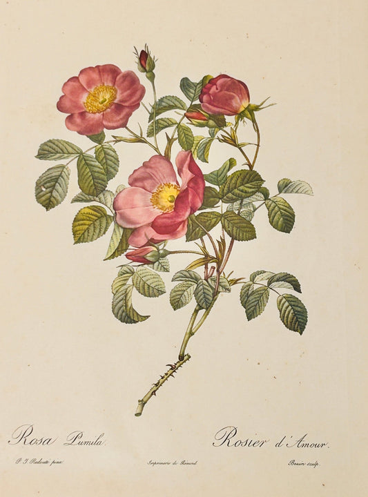 Pierre Redoute Roses 'Rosa Pumila' (Rosier d'Amour) - Room Four