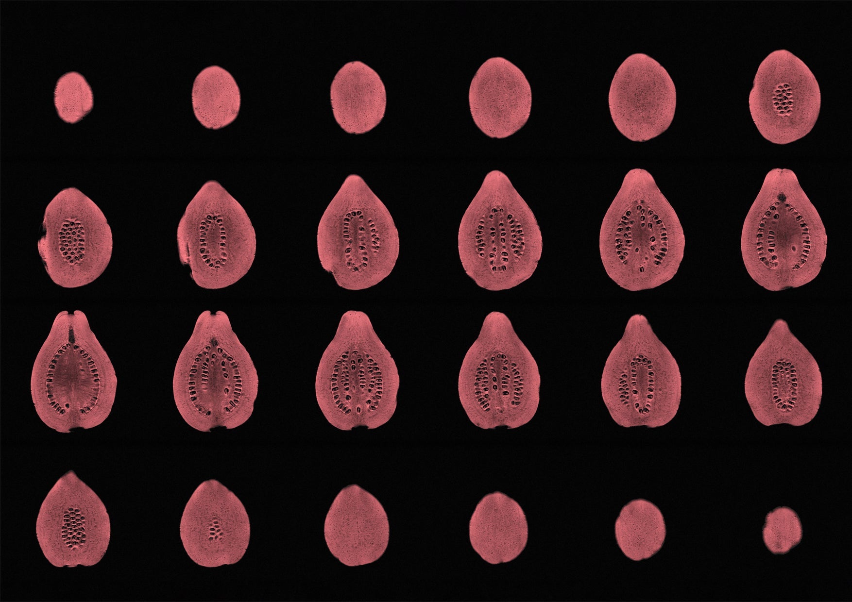 Pink Guava Fruit MRI Scan Kitchen Wall Art Print - Room Four