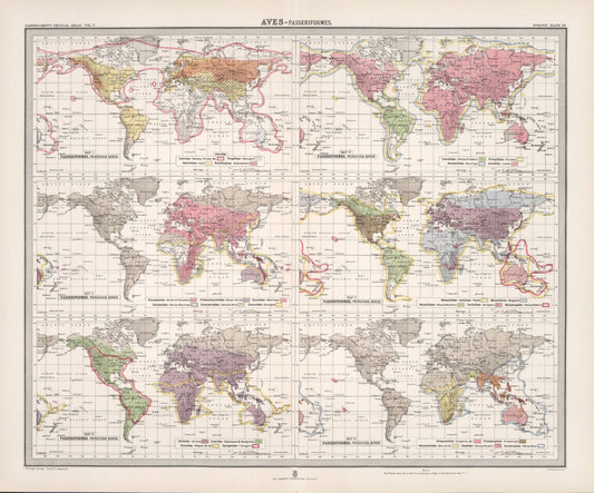 Antique Zoogeography Map - PERCHING BIRDS – Vintage Zoology Chart, early 20th Century