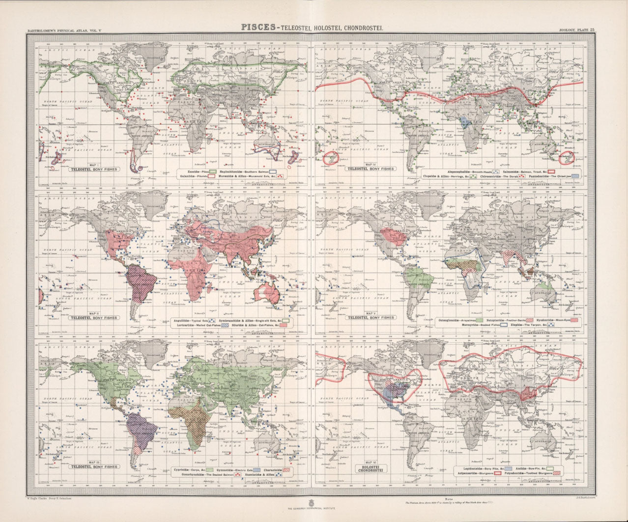 Antique Zoogeography Map - PICES - BONEY FISHES – Vintage Zoology Chart,Early 20th Century