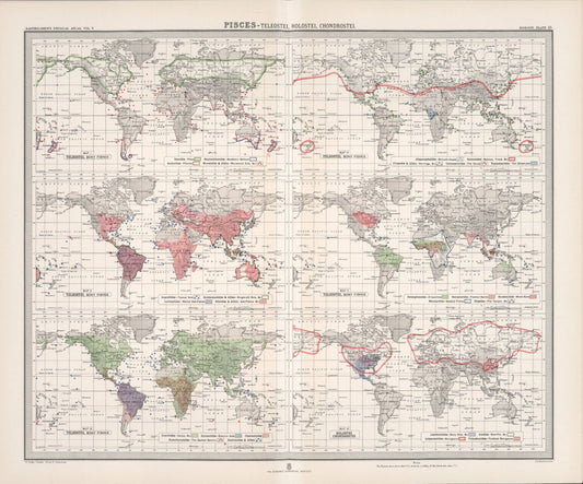 Antique Zoogeography Map - PICES - BONEY FISHES – Vintage Zoology Chart,Early 20th Century