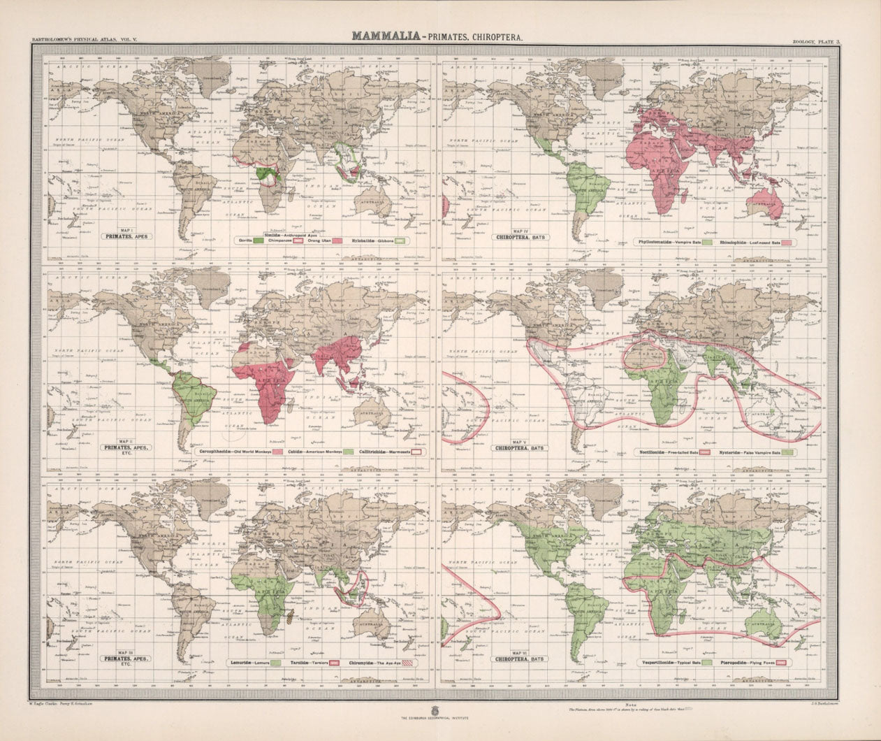 Antique Zoogeography Map - PRIMATES – Vintage Zoology Chart, early 20th Century