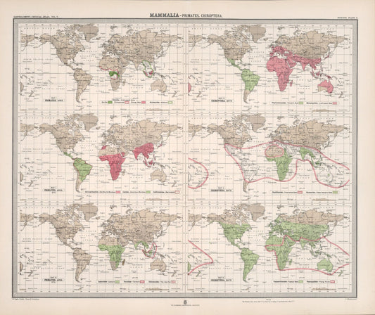 Antique Zoogeography Map - PRIMATES – Vintage Zoology Chart, early 20th Century