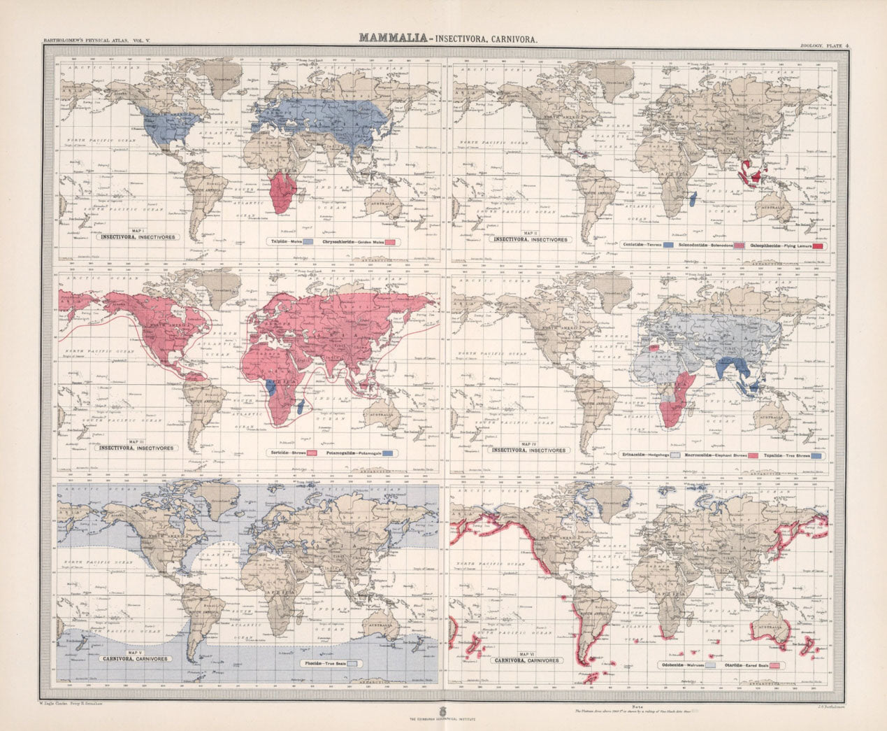 Antique Zoogeography Map - MAMMALIA – Vintage Zoology Chart, early 20th Century (Copy)
