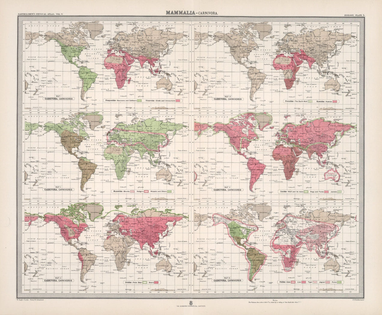 Antique Zoogeography Map - MAMMALIA CARNIVORA – Vintage Zoology Chart, early 20th Century