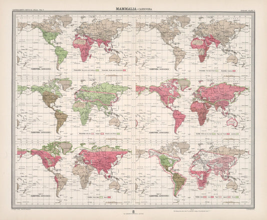 Antique Zoogeography Map - MAMMALIA CARNIVORA – Vintage Zoology Chart, early 20th Century