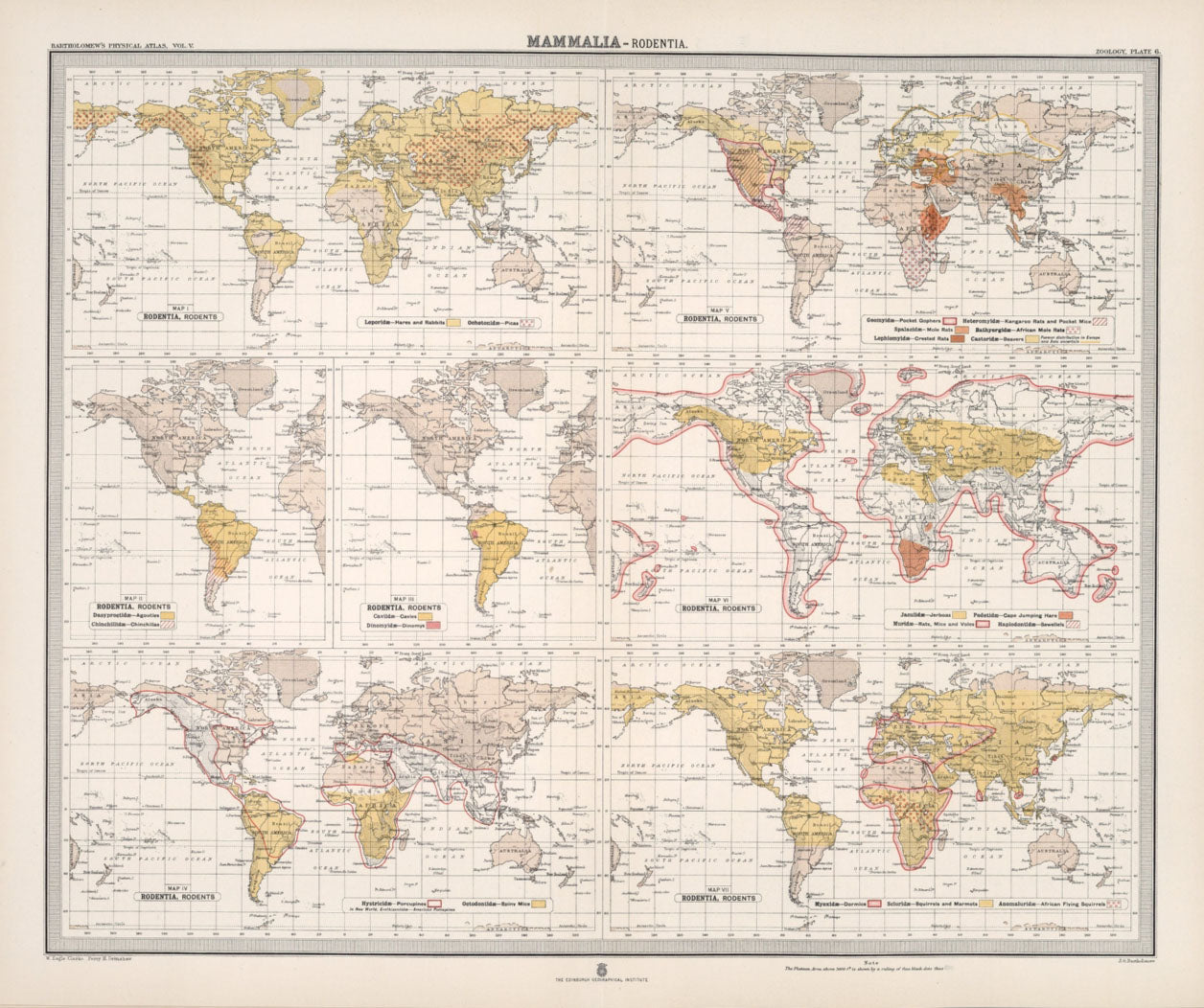 Antique Zoogeography Map - MAMMALIA RODENTIA – Vintage Zoology Chart, early 20th Century