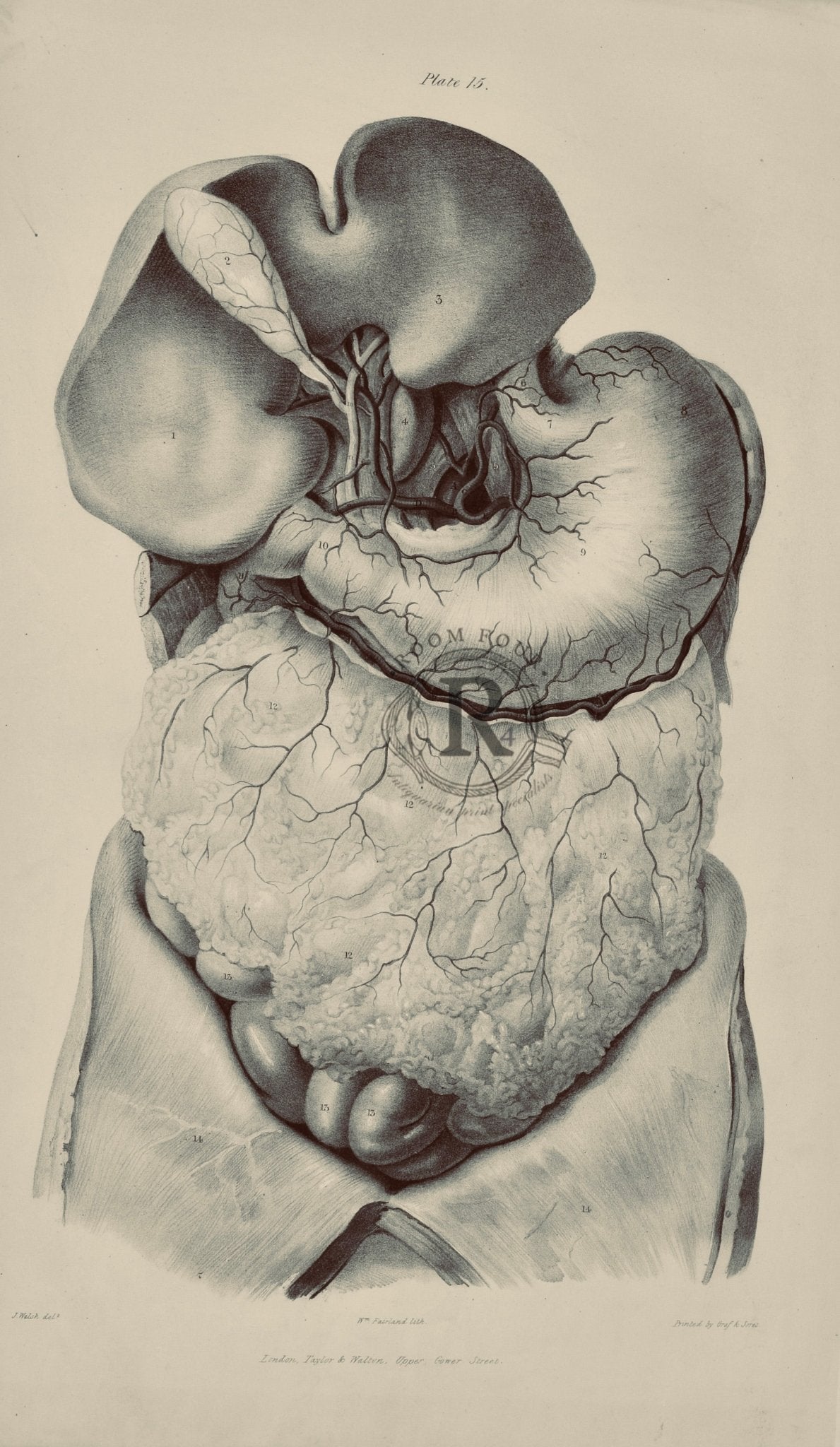 19th‑century anatomical illustration of the stomach and intestines showing mesenteric arteries, framed artwork on wooden surface