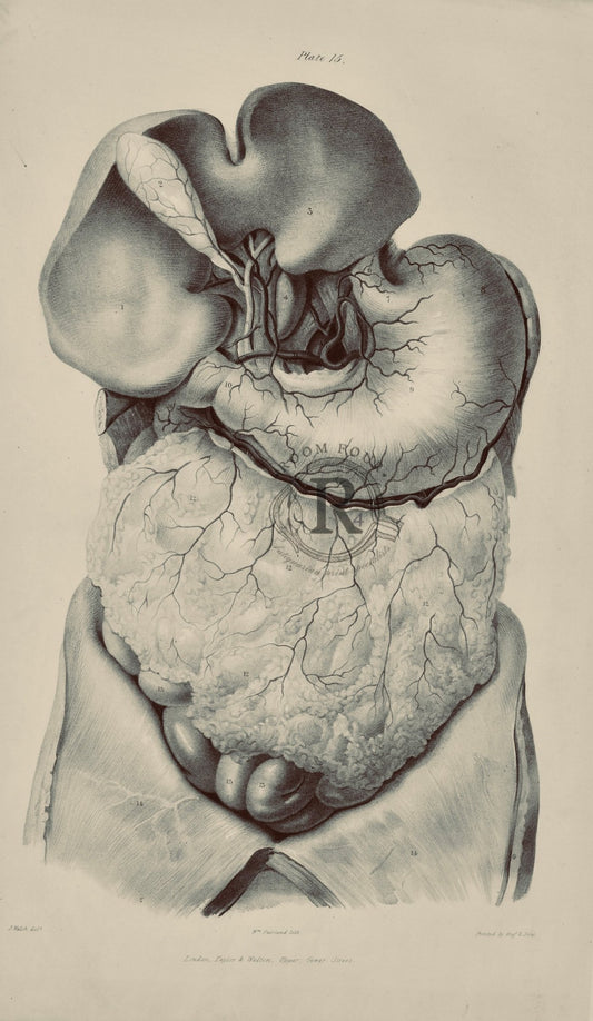 19th‑century anatomical illustration of the stomach and intestines showing mesenteric arteries, framed artwork on wooden surface