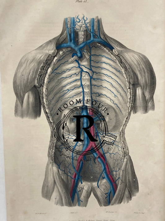 Antique Anatomical Drawing by Jones Quain - Vascular "Inferior Vena Cava" - Original 19th Century Illustration