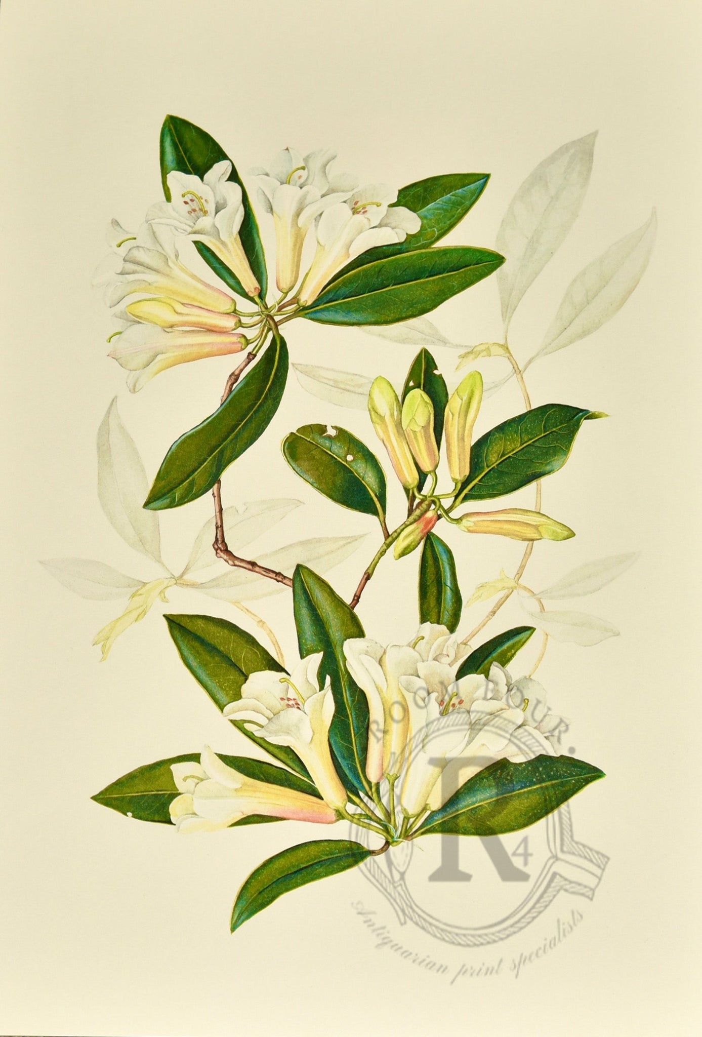 Rhododendron Rose Mangles – Botanical Print by Elizabeth Cameron Limited Edition - Room Four