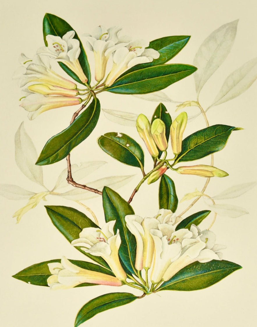 Rhododendron Rose Mangles – Botanical Print by Elizabeth Cameron Limited Edition - Room Four