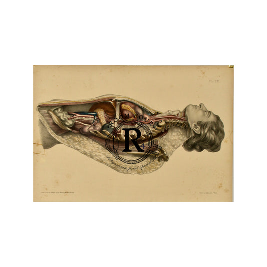 Human Anatomy Lithographic Print 19th Century - Plate XX