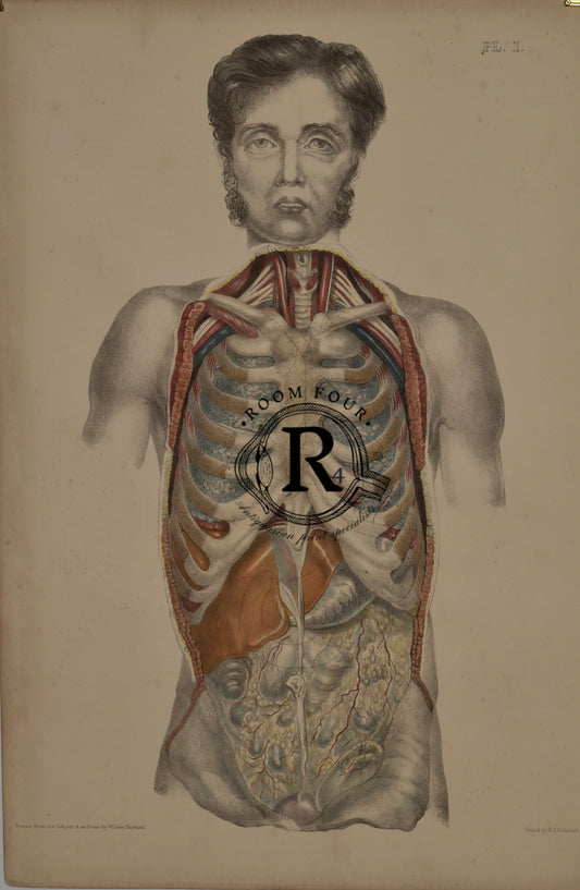 Human Anatomy Lithographic Print 19th Century