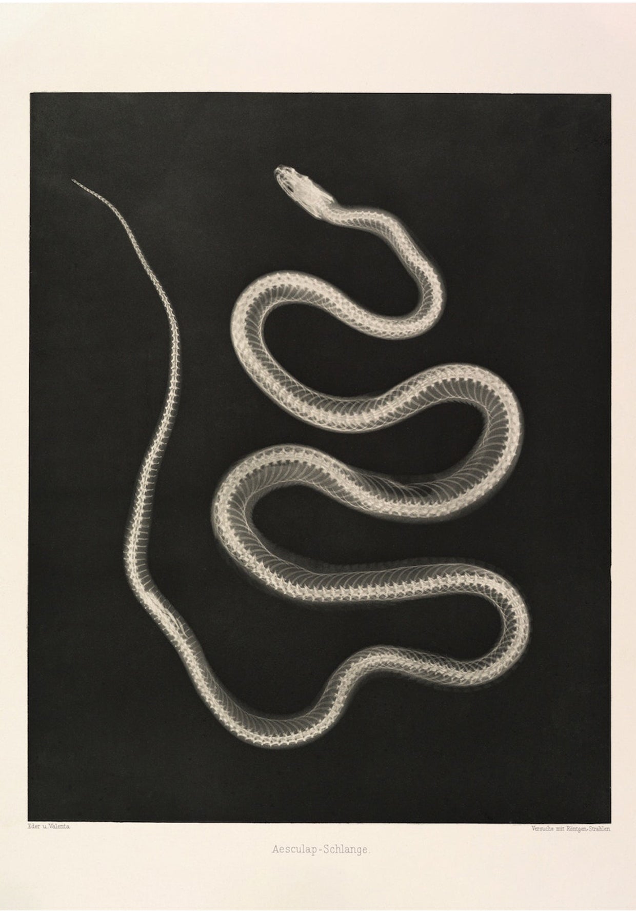 Snake X - Ray Black & White Photography Wall Art Print - Room Four