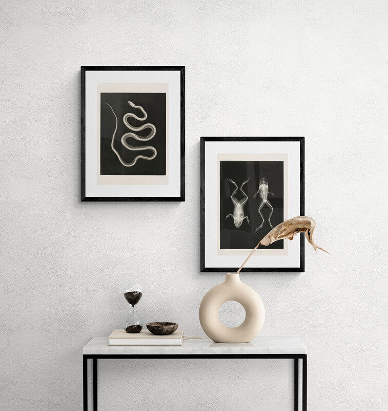 Frogs X-Ray Black & White Photography Wall Art Print