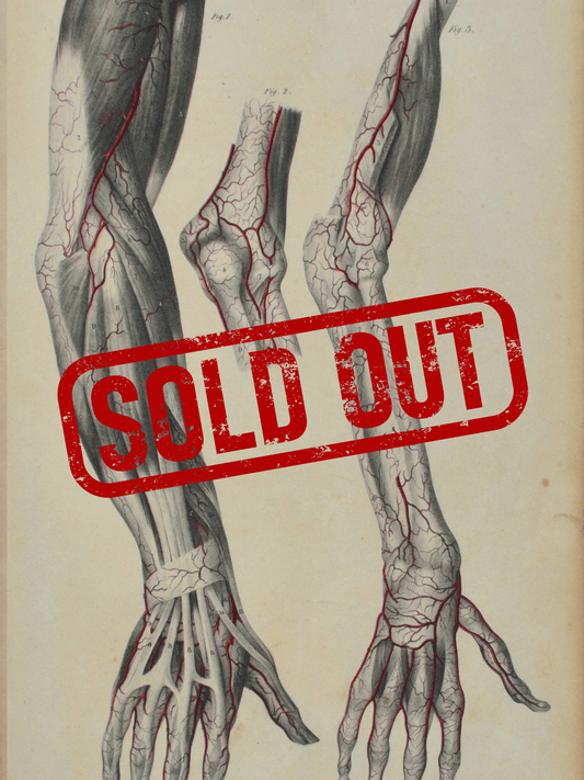 Sold – 19th Century Vascular Anatomical Drawing Plate 10 (Quain) - Room Four