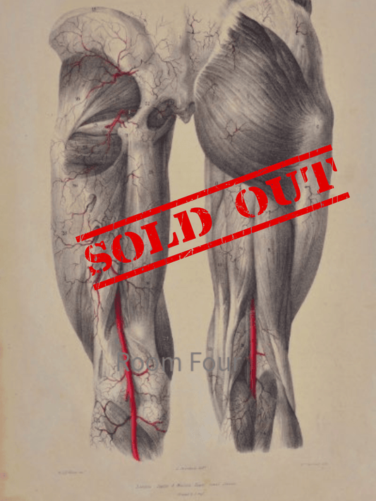 Sold – 19th Century Vascular Anatomical Drawing Plate 27 (Quain) - Room Four