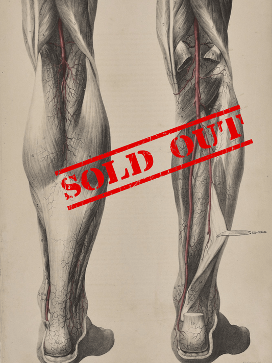 Sold – 19th Century Vascular Anatomical Drawing Plate 31 (Quain) - Room Four