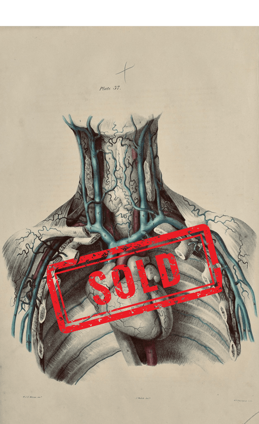 Sold – 19th Century Vascular Anatomical Drawing Plate 37 (Quain) - Room Four