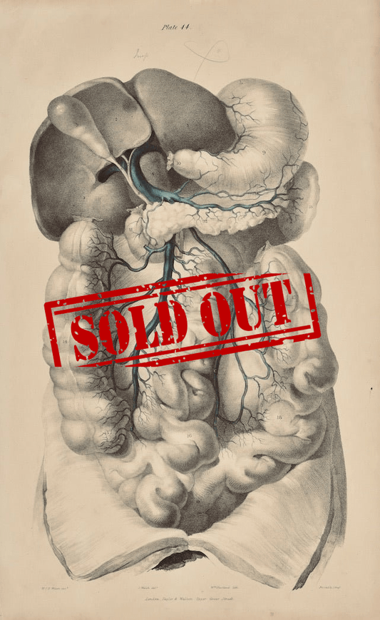 Sold – 19th Century Vascular Anatomical Drawing Plate 44 (Quain) - Room Four