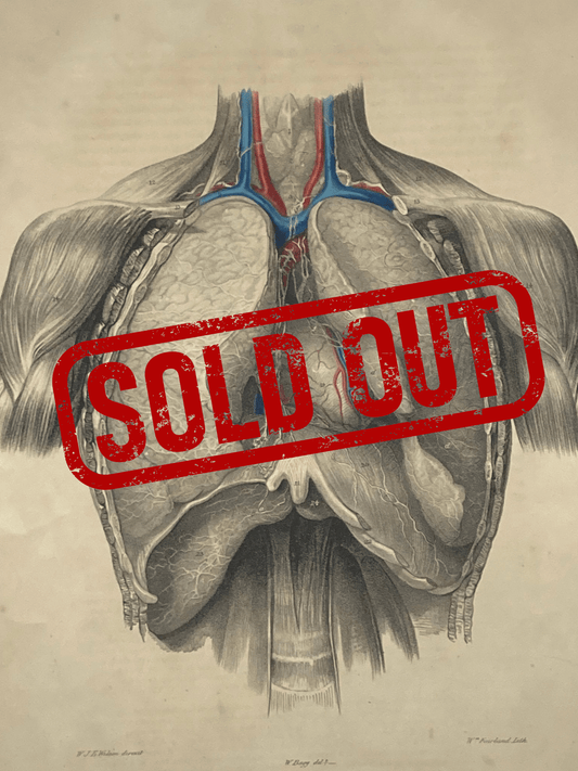 Sold – 19th Century Vascular Anatomical Drawing Plate 49 (Quain) - Room Four