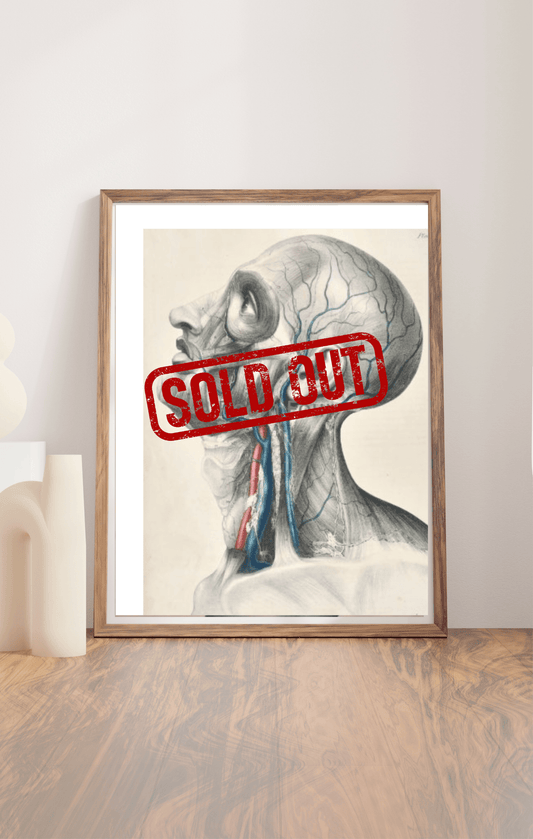 Sold – 19th Century Vascular Anatomical Drawing Plate 50 (Quain) - Room Four