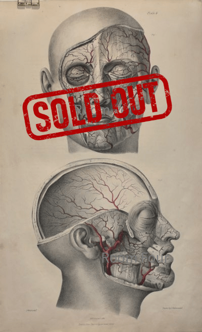 Sold - 19th Century Vascular Anatomical Drawing Plate 6 (Quain) - Room Four