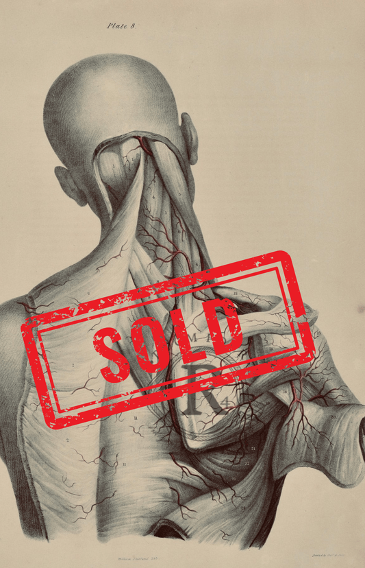 Sold – 19th Century Vascular Anatomical Drawing Plate 8 (Quain) - Room Four