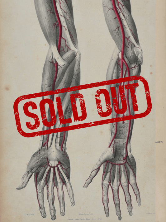 Sold – 19th Century Vascular Anatomical Drawing Plate 9 (Quain) - Room Four