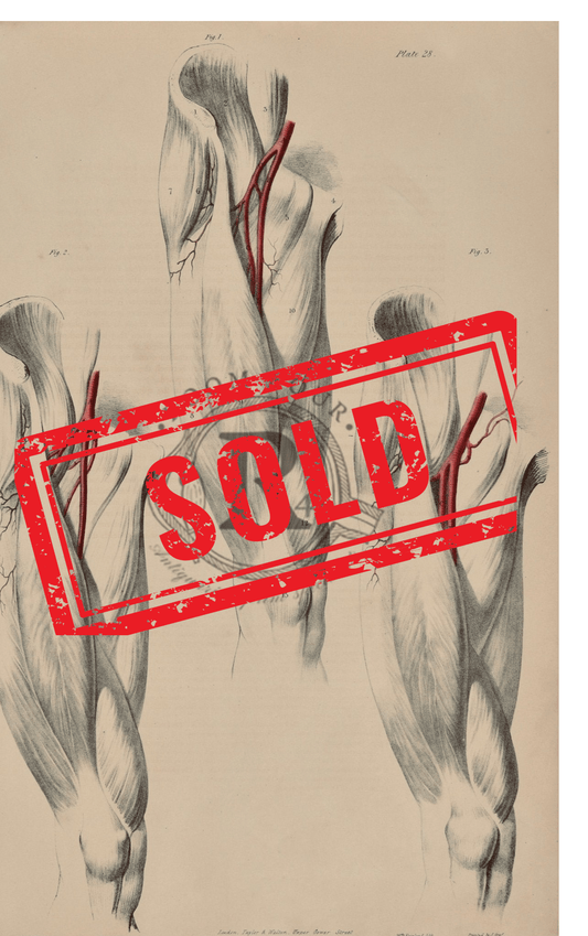 Sold – 19th - Century Vascular Anatomy, Plate 28 (Quain) - Room Four