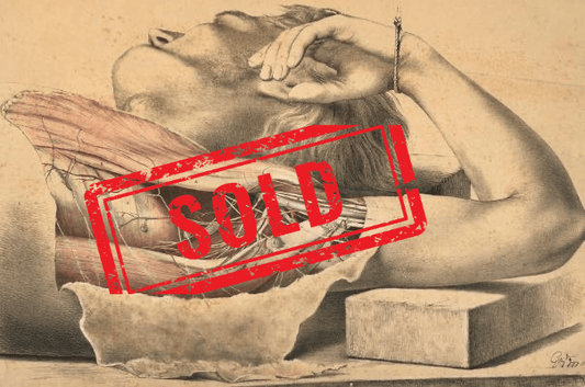 SOLD - Anatomical Medical Dissection Drawing 19th Century - Room Four