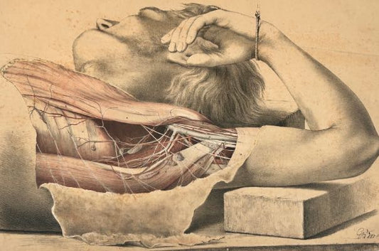 SOLD - Anatomical Medical Dissection Drawing 19th Century - Room Four