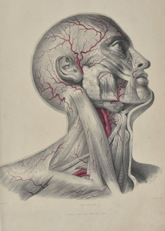 SOLD - Anatomical Original Artwork - Vascular Face & Neck 2 - Room Four