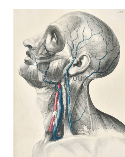 SOLD - Anatomical Original Artwork - Vascular Head & Neck Lymphatic 50 - Room Four