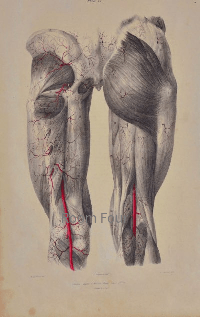 SOLD - Anatomical Original Wall Art - Vascular 27 - Room Four