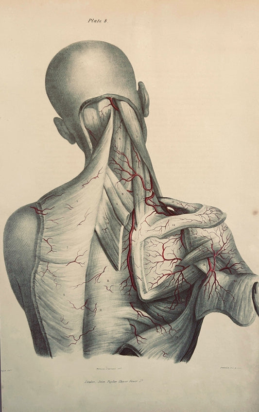 SOLD - Anatomical Original Wall Art - Vascular Head & Neck 8 - Room Four