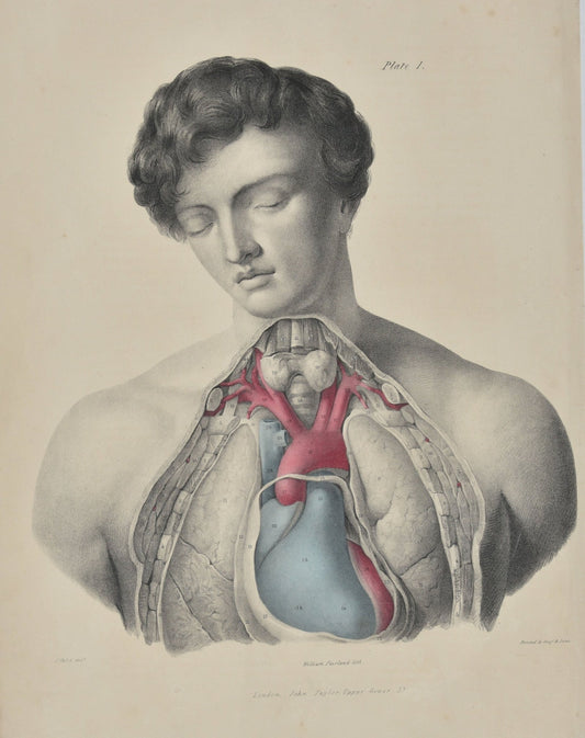 SOLD - Anatomical Original Wall Art - Vascular Heart 1 - Room Four